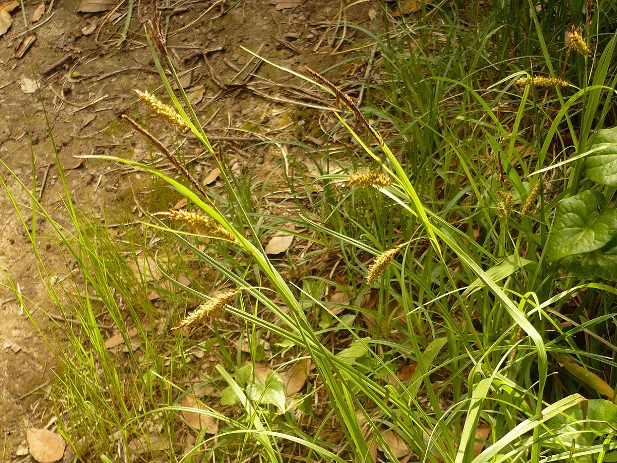 Carex flacca subsp. flacca (Cyperaceae)
